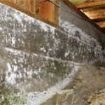 Crawl space floor and walls with mold